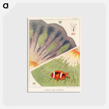 アートポストカード-Barrier Reef Anemones - オーストラリアのグレートバリアリーフ Postcard.