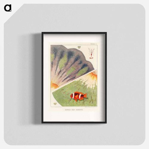 Barrier Reef Anemones - オーストラリアのグレートバリアリーフ Poster.