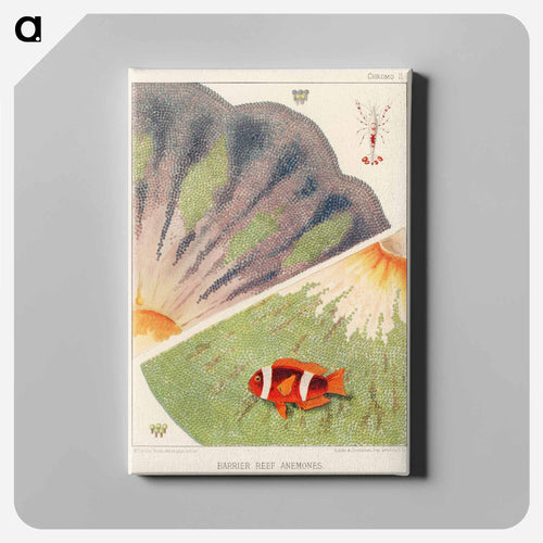 Barrier Reef Anemones - オーストラリアのグレートバリアリーフ Canvas.
