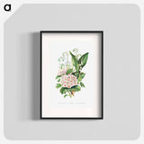 アートポスター-Forget Me Not, Hawthorn and Lily of the Valley from The Language of Flowers, or, Floral Emblems of Thoughts, Feelings, and Sentiments
 - 花言葉 Poster.