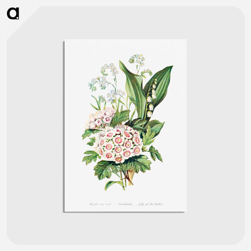 Forget Me Not, Hawthorn and Lily of the Valley from The Language of Flowers, or, Floral Emblems of Thoughts, Feelings, and Sentiments
 - Flower Language Postcard.