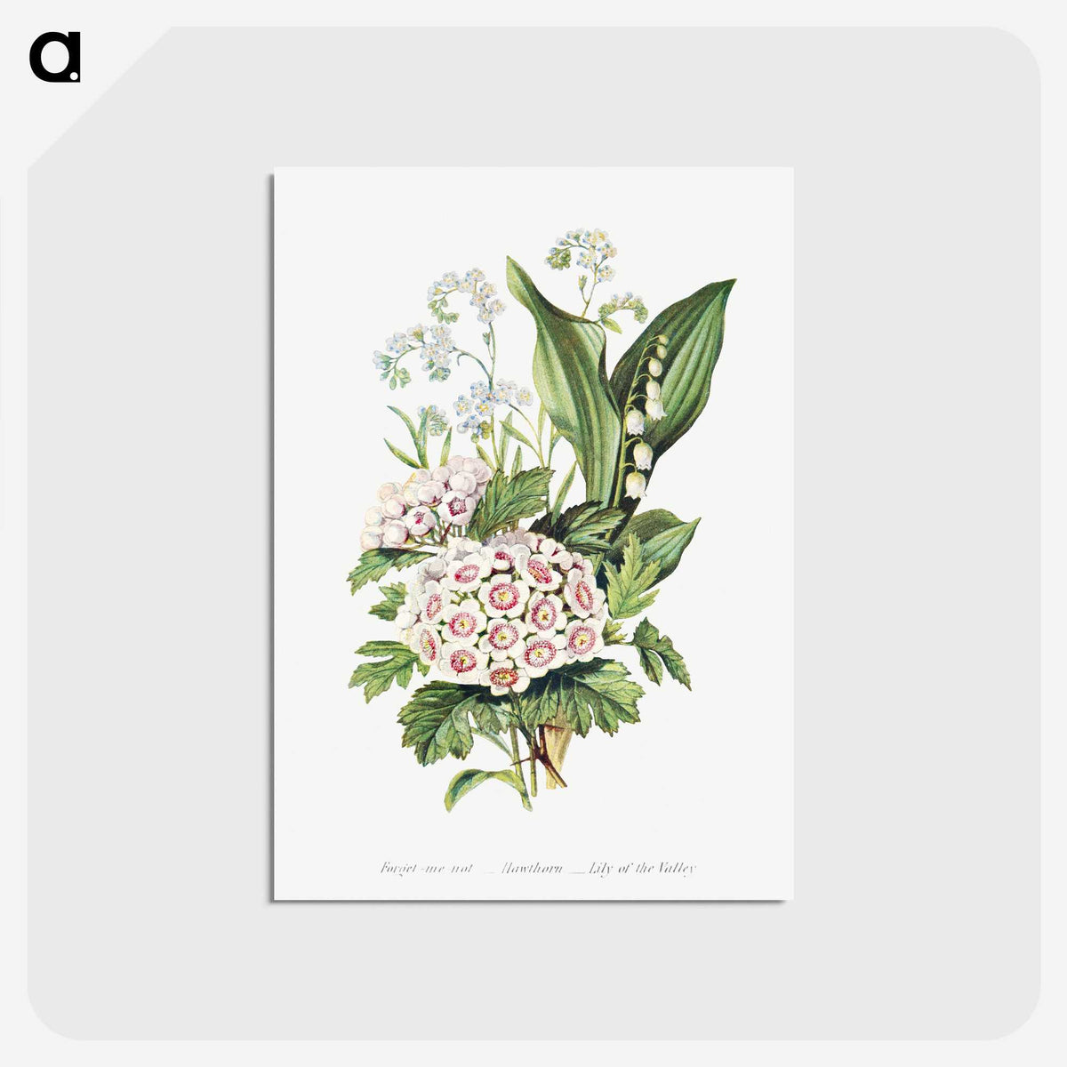 1-12_The-Language-of-Flowers_postcard