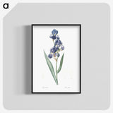 1-12_The-Lilies_blk-crop