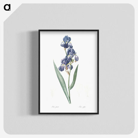 1-12_The-Lilies_blk-crop