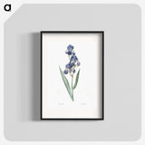 1-12_The-Lilies_blk