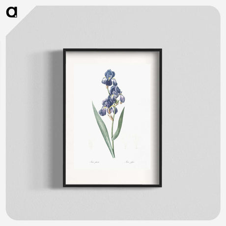 1-12_The-Lilies_blk