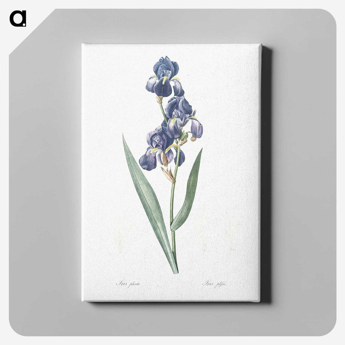 1-12_The-Lilies_canvas