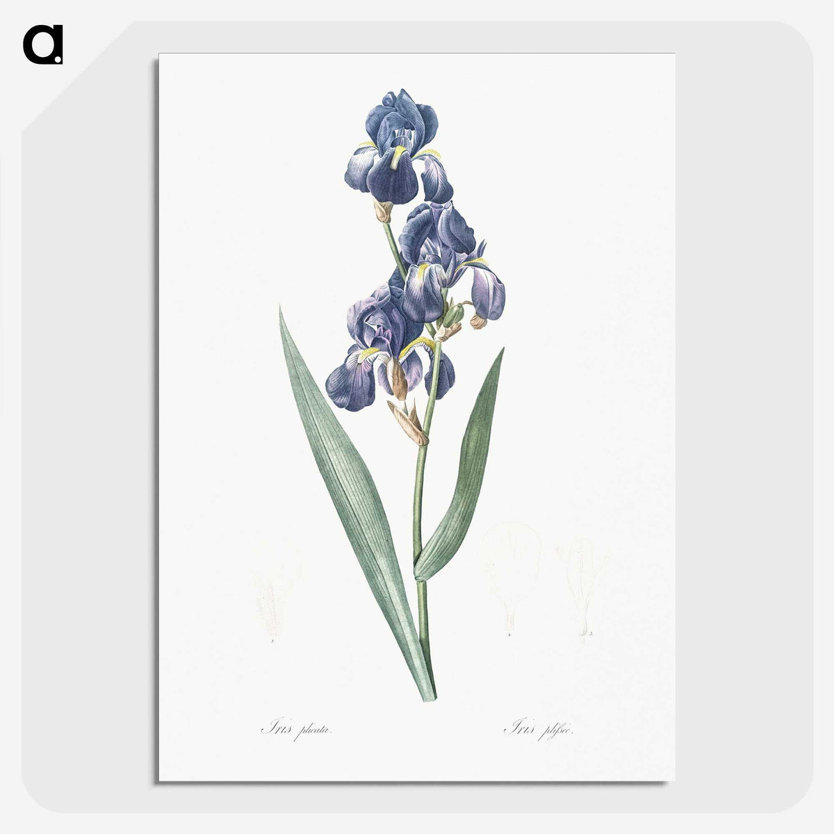 1-12_The-Lilies_picture-crop