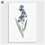 1-12_The-Lilies_picture-crop