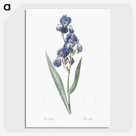 1-12_The-Lilies_picture-crop