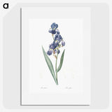 1-12_The-Lilies_picture