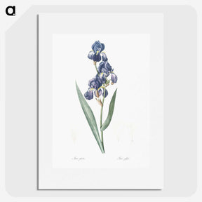 1-12_The-Lilies_picture