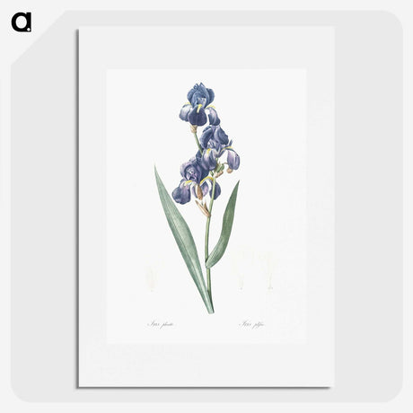 1-12_The-Lilies_picture