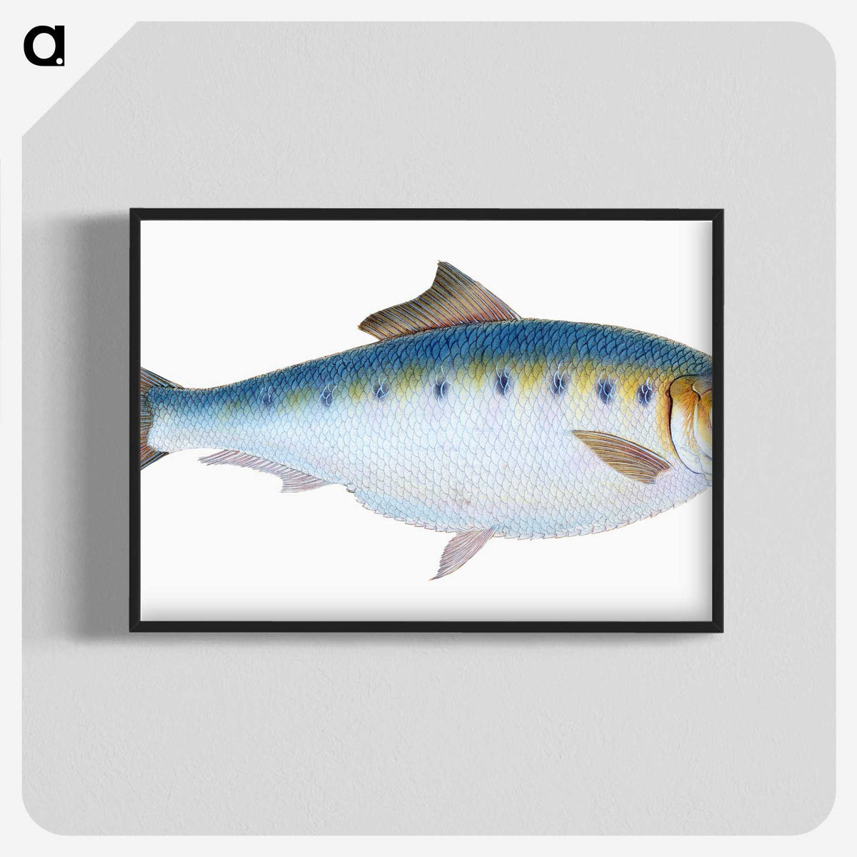 1-12_The-Natural-History-of-British-Fishes_blk-crop