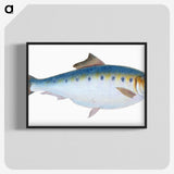 1-12_The-Natural-History-of-British-Fishes_blk-crop