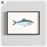 1-12_The-Natural-History-of-British-Fishes_blk