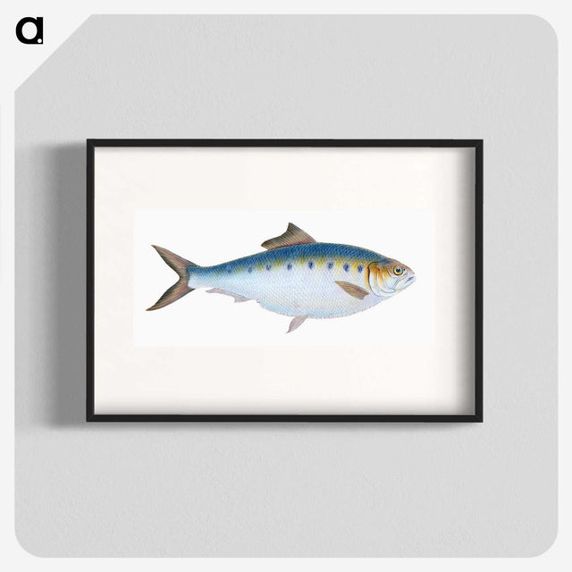 1-12_The-Natural-History-of-British-Fishes_blk