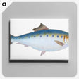 1-12_The-Natural-History-of-British-Fishes_canvas