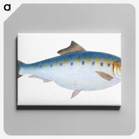 1-12_The-Natural-History-of-British-Fishes_canvas