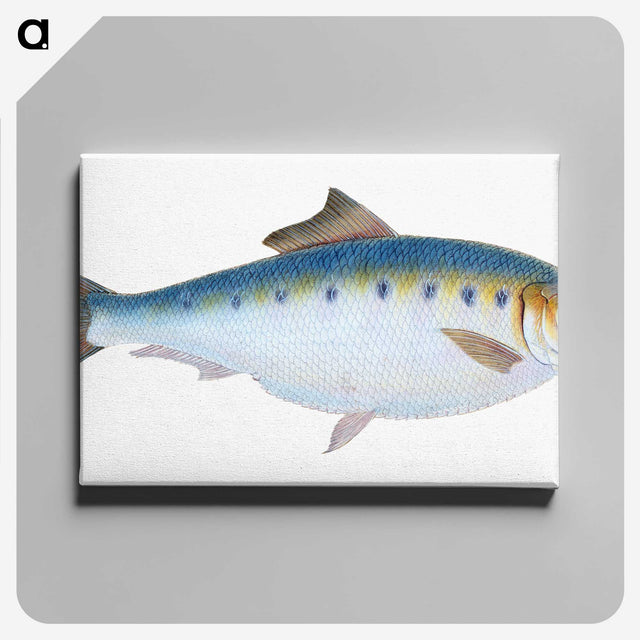 1-12_The-Natural-History-of-British-Fishes_canvas