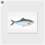 1-12_The-Natural-History-of-British-Fishes_hagaki