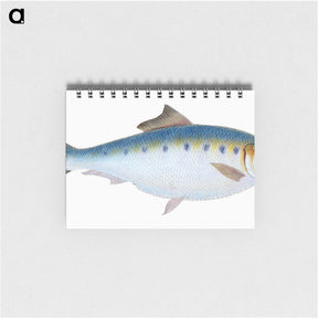 1-12_The-Natural-History-of-British-Fishes_memo