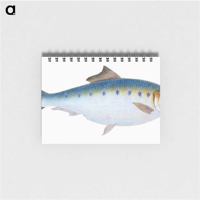 1-12_The-Natural-History-of-British-Fishes_memo