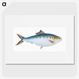 1-12_The-Natural-History-of-British-Fishes_picture