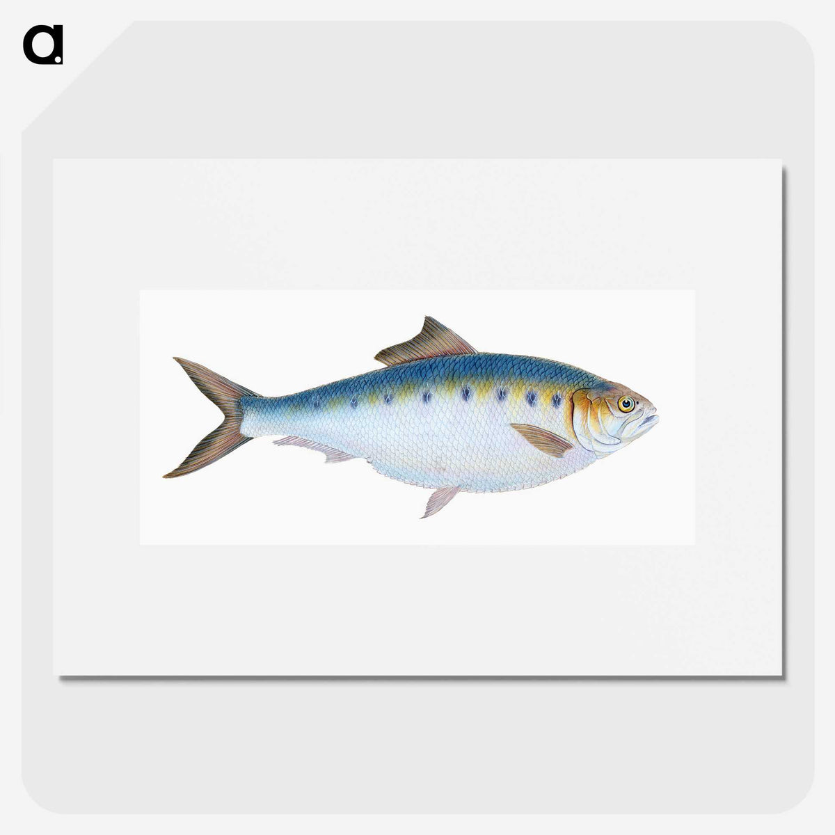1-12_The-Natural-History-of-British-Fishes_picture