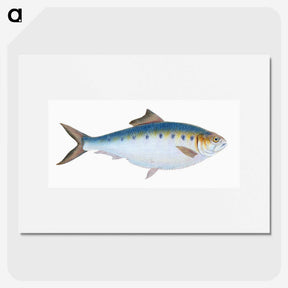 1-12_The-Natural-History-of-British-Fishes_picture