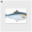 1-12_The-Natural-History-of-British-Fishes_postcard