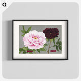 1-12_The-Picture-Book-of-Peonies_blk