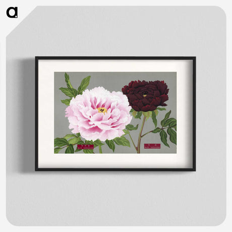 1-12_The-Picture-Book-of-Peonies_blk