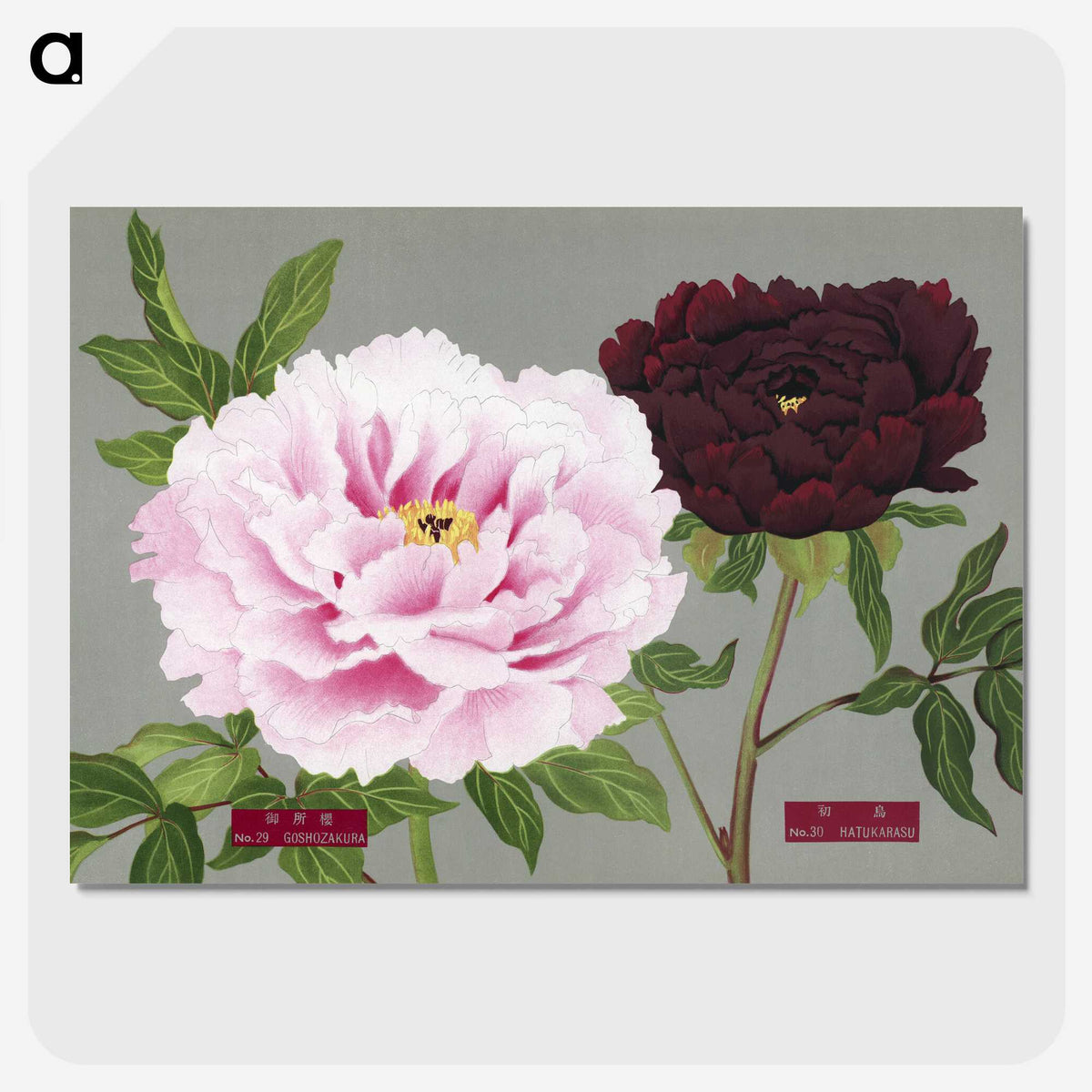 1-12_The-Picture-Book-of-Peonies_picture-crop