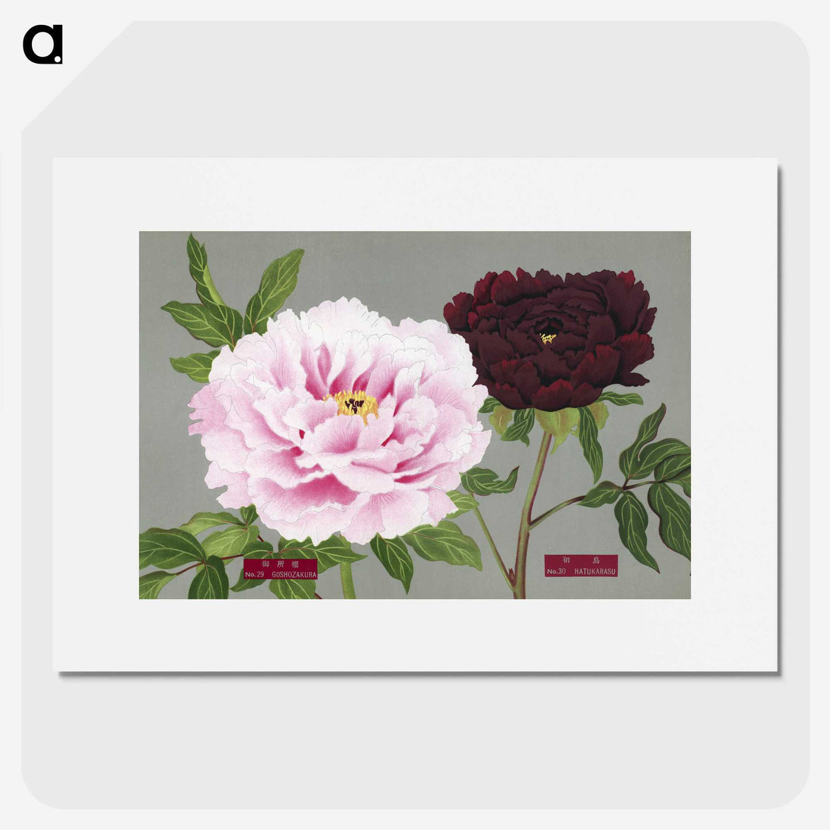 1-12_The-Picture-Book-of-Peonies_picture