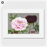 1-12_The-Picture-Book-of-Peonies_picture