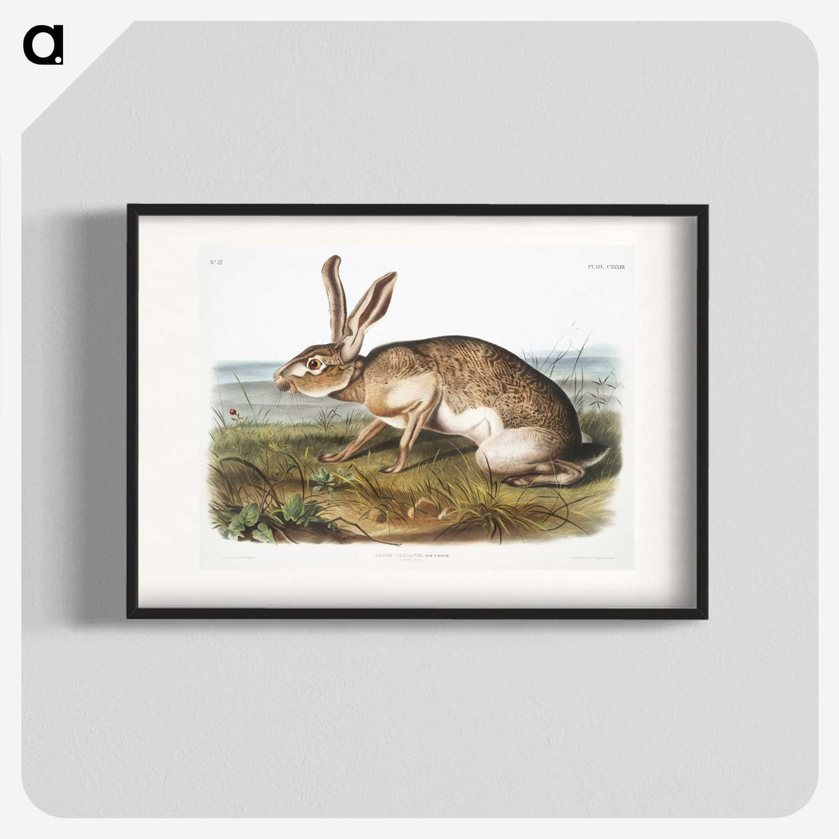 1-12_The-Viviparous-Quadrupeds_blk