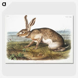 1-12_The-Viviparous-Quadrupeds_picture-crop