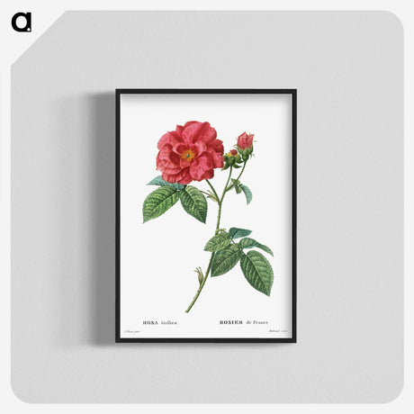 1-12_Treatise-on-Trees-and-Shrubs_blk-crop