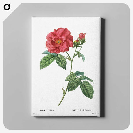 1-12_Treatise-on-Trees-and-Shrubs_canvas