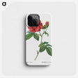 1-12_Treatise-on-Trees-and-Shrubs_phone