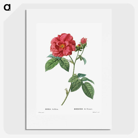 1-12_Treatise-on-Trees-and-Shrubs_picture