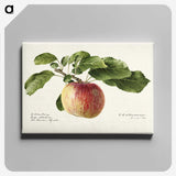 1-12_USDA-Watercolor-Fruit-Painting-Collection_canvas