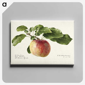 1-12_USDA-Watercolor-Fruit-Painting-Collection_canvas