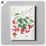 Aeschynanthus Peelii - ウォルター フッド フィッチ Canvas.