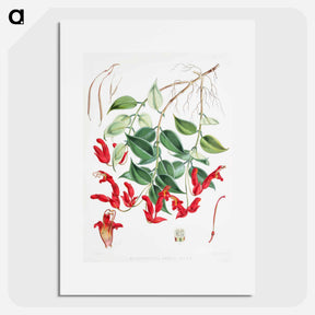 アートポスター-Aeschynanthus Peelii - ウォルター フッド フィッチ Poster.