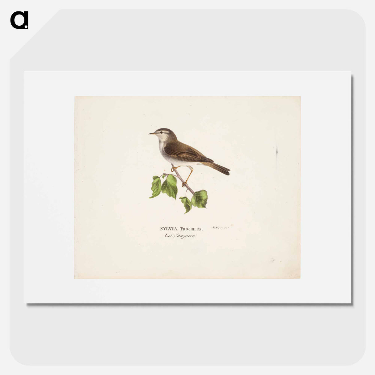 Willow warbler - Wilhelm von Wright Poster.