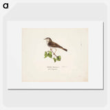Willow warbler - ヴィルヘルム フォン ライト Poster.