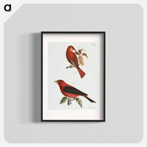 アートポスター-The Redbird (Pyranga æstiva)  The Black-winged Redbird (Pyranga rubra) - ニューヨークの動物学 Poster.
