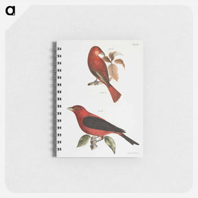 アートメモ帳-The Redbird (Pyranga æstiva)  The Black-winged Redbird (Pyranga rubra) - ニューヨークの動物学 Memo.